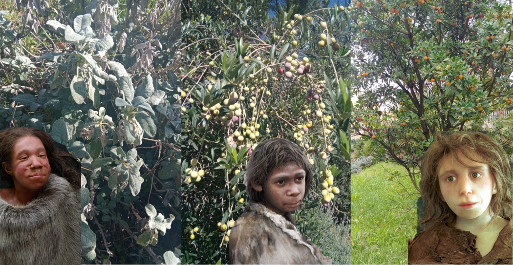 Dei piccoli di Neanderthal si preparano alla raccolta di frutti ed erbe presso il “Giardino Pleistocenico” del Museo di Casal de’ Pazzi