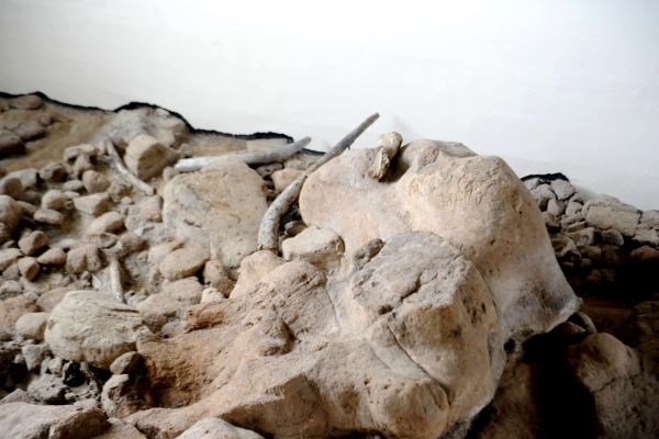 Varie zanne ed un omero di Elephas (Palaeoloxodon) antiquus