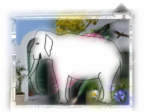 Paola Tuccinardi colora dentro elefante e libera la fantasia