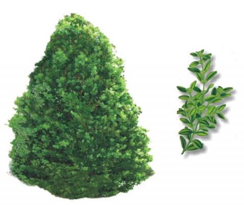 BOSSO (Buxus sempervirens)