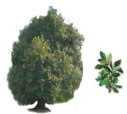 LECCIO (Quercus ilex)