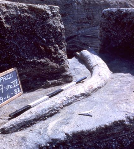 Una grande zanna di Elefante antico rinvenuta nel 1982