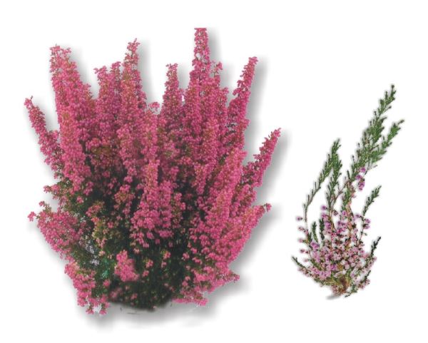 ERICA (Erica arborea) ERICA (Erica arborea)
