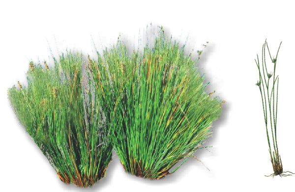 GIUNCO (Juncus effusus)