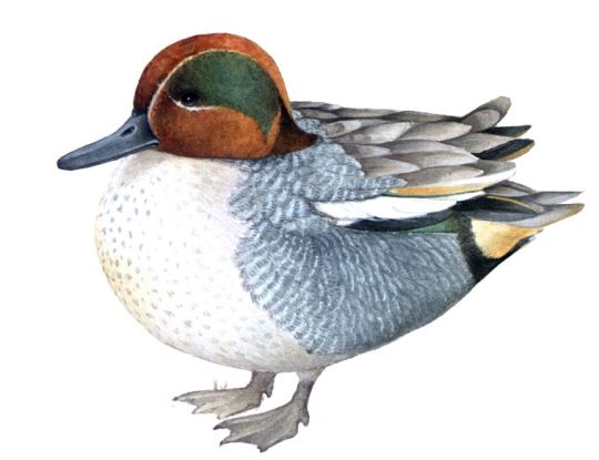 Alzavola (Anas Crecca) Alzavola (Anas Crecca)