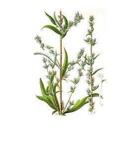 ARTEMISIA (Artemisia vulgaris)