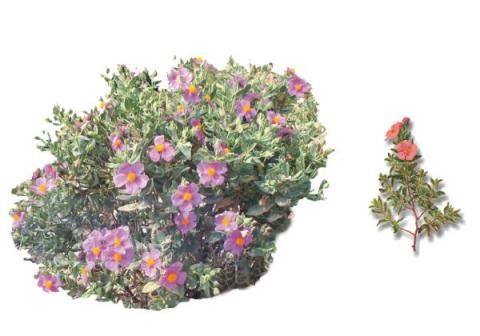 Cisto (Cistus albidus)