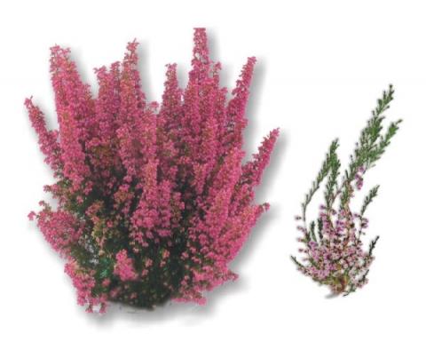 ERICA (Erica arborea)