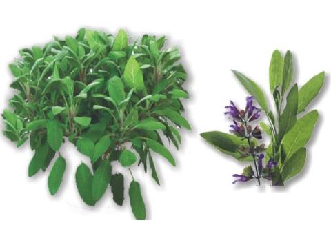 Salvia officinalis