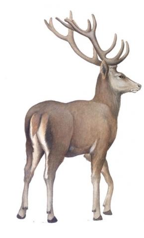 Cervo elafo (Cervus elaphus)