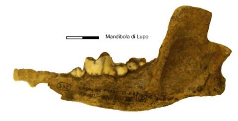 Mandibola di lupo