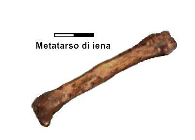 Metatarso di iena