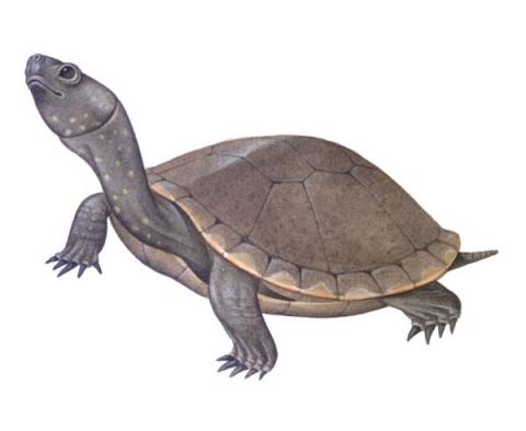 Tartaruga (Emis orbicolaris)