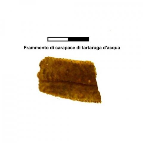 Frammento di carapace di tartarughe d'acqua