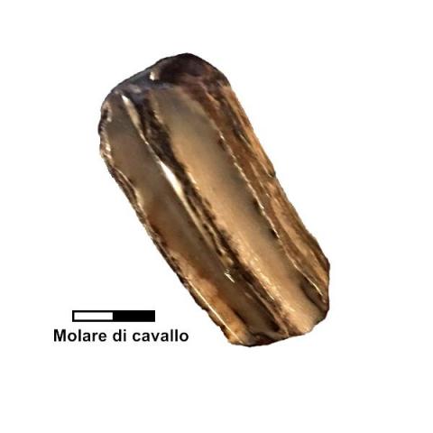 Molare di cavallo